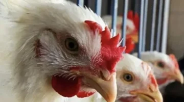 استقرار سعر كيلو الفراخ البيضاء في الأسواق المحلية الأربعاء 10 ديسمبر 2025 1